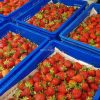 草莓季每日營業，免跑遠，市區店面每日新鮮現採大湖草莓，羅仲云大湖草莓芒果批發零售